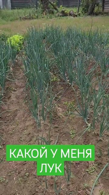 Мой лук.