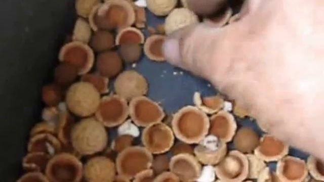 CRACKADAMIA Sandalwood and quangdong nut cracking