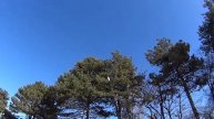 Белая цапля на сосне