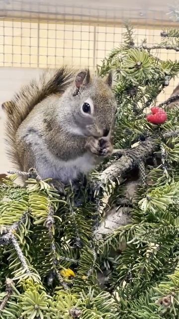 Darling Ebenezer is having a snack! #shorts #squirrel #alaska #alaaka #alaskawildlife