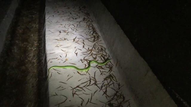 Greater Green Snake