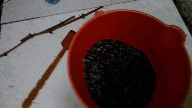 Как я сажаю виноград Часть 1