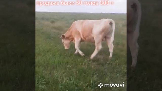 #быки#продается#Только#оптом#50#голов#весь#300+#+79220355557
