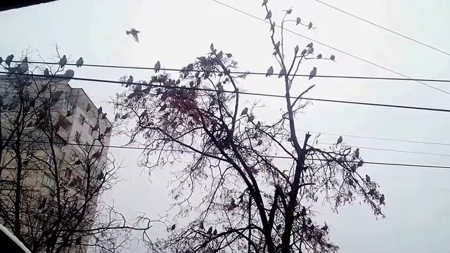 свиристели кормятся на липе продолжение