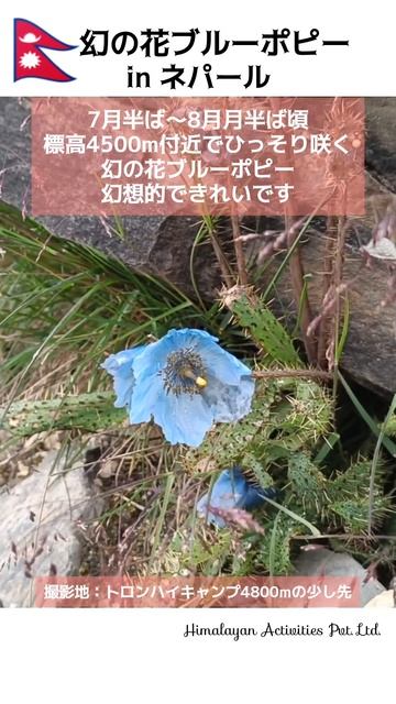 見つけた！ブルーポピー🇳🇵幻の青いケシの花｜ネパール・アンナプルナ外周トレッキング｜Blue poppy flowers of Nepal｜Annapurna Circuit Trek #short