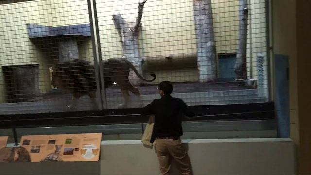 Лев Штуттгартский зоопарк