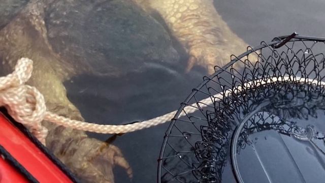 Large snapping turtle in Brainerd goes viral