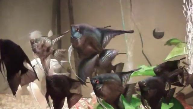 Pinoy Angelfish