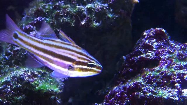 スジイシモチ　Cook's cardinalfish　Ostorhinchus cookii
