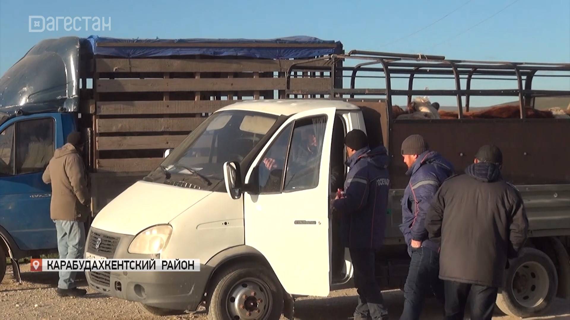 Незаконную перевозку скота выявили в Дагестане