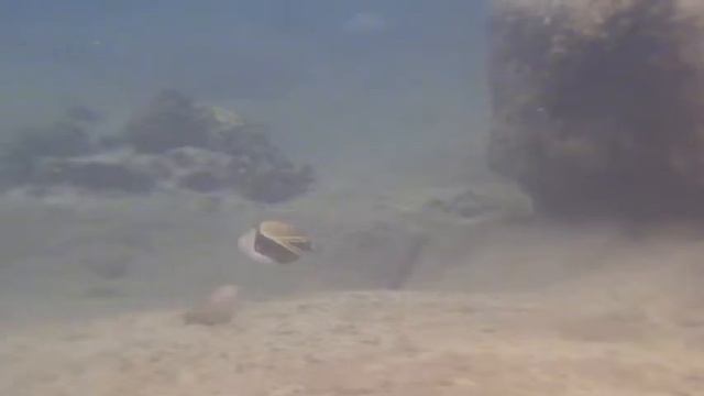 kona 2011  picasso triggerfish