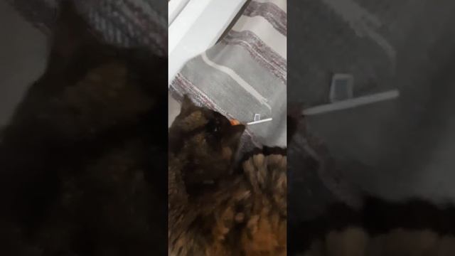 Как кошки реагируют на чупа чупс🤭 + аквариум