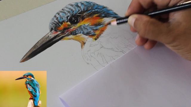 How to Draw Kingfisher | Colour Pencil Drawing | Muralidhar Suvarna
