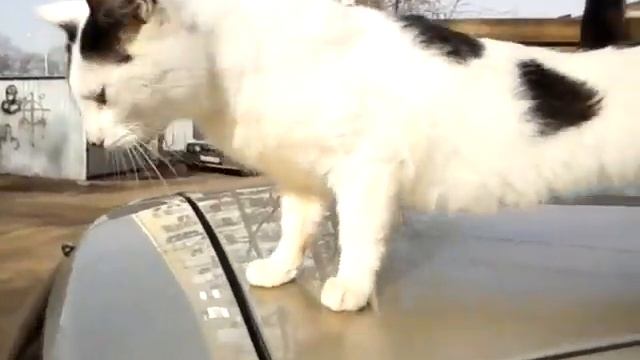 Пятнышко ждёт хозяина