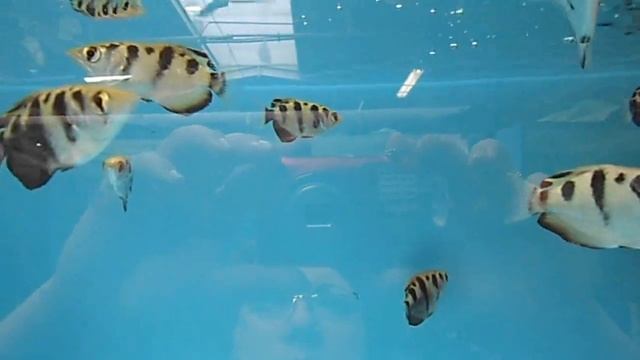 Toxotes jaculatrix / Schützenfisch