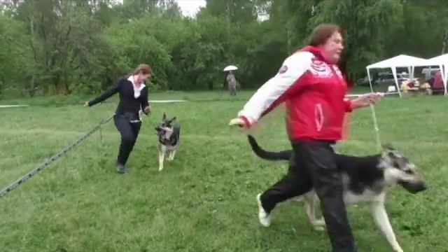 Сравнение СЮ