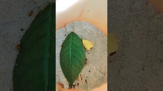 мои муравьи 😍 на даче