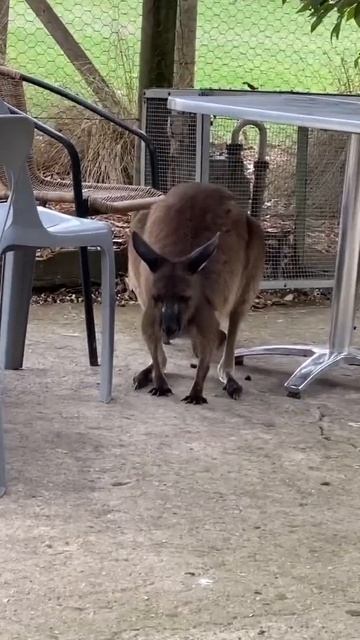 Kangaroo ponders life #shorts