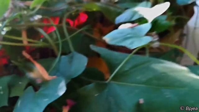 Pollination by hand of an ivy-leaf morning glory plant - Part 2: the result