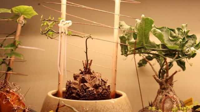 Dioscorea elephantipes vine timelapse