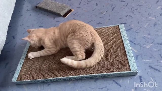 Для счастья много не надо - лишь когтеточку❤️☺️