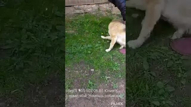 Наши выходные))) Что мы делаем когда приезжаем на передержки к подопечным🐕