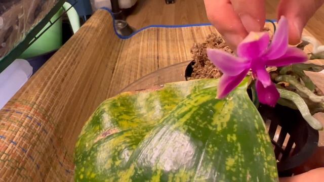 给生病的兰花换个盆 - P. Samera orchid repot