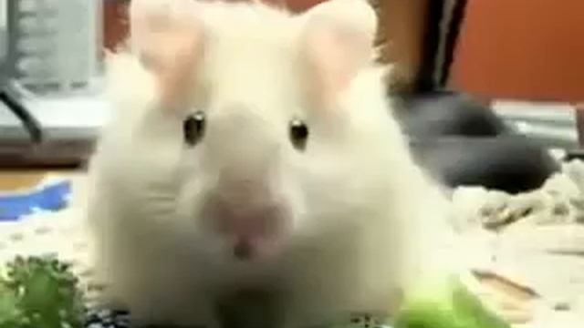 Хомяки