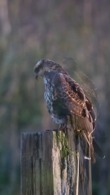 ENDANGERED Species Scans Horizon For Prey!