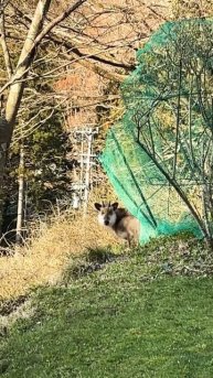 #今日のマダム #野生動物 #かもしか