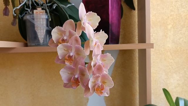 🌸Новые роспуски марта🌸