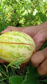 #cutting mouse melon at the farm#trending#virlshort