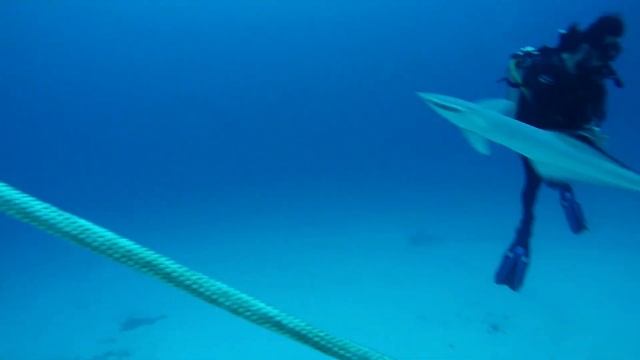 Shark Encounter Moment (less than 3 feet)