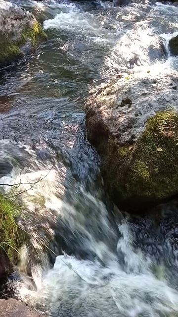 VID_20240803_173115.mp4