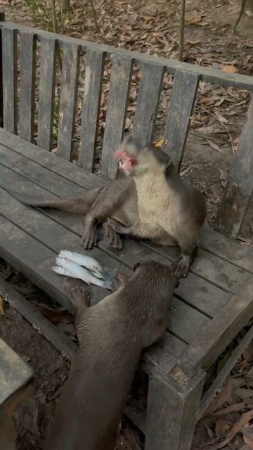 The Otters’ Song Of The South