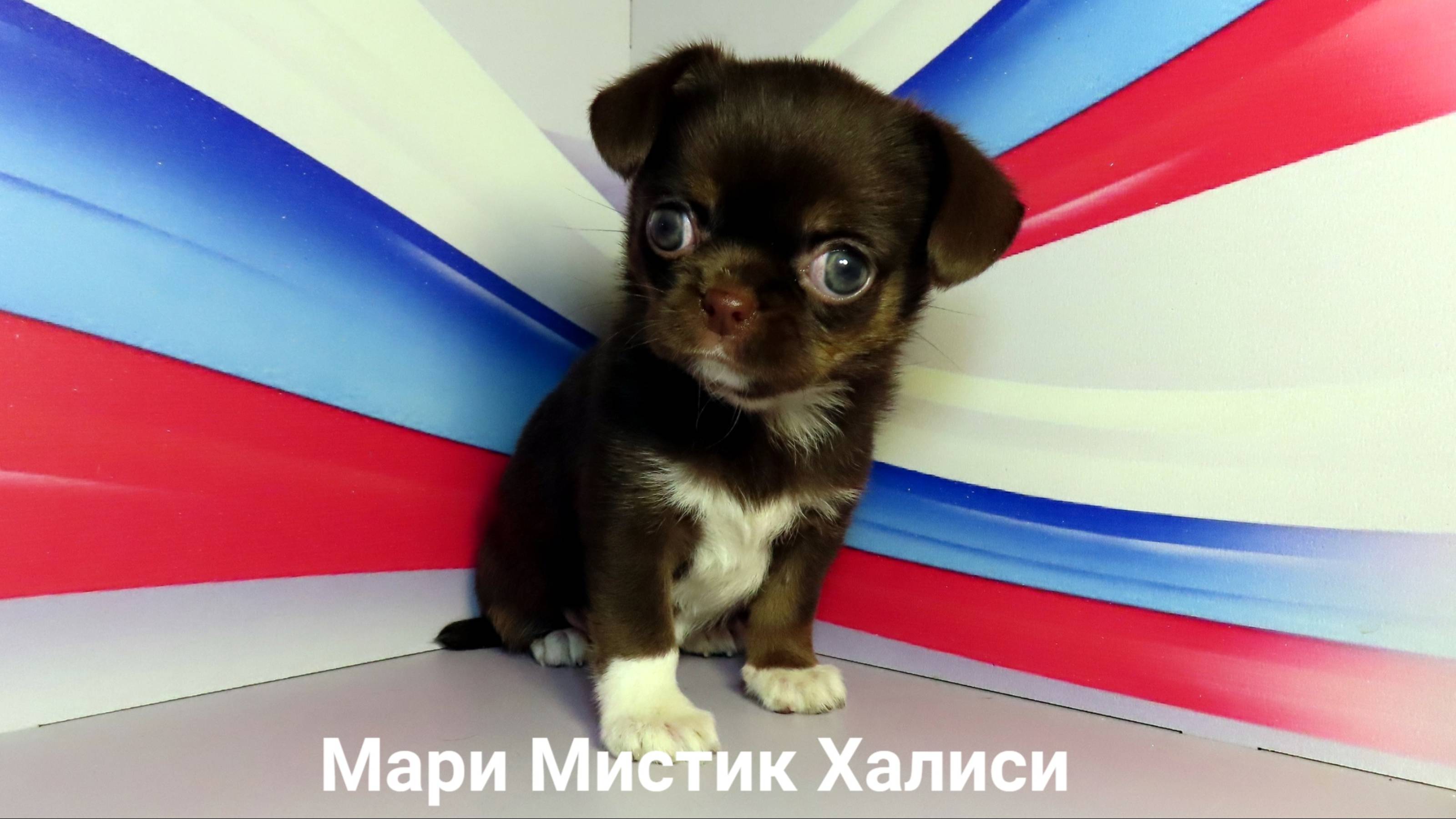КОГДА у #чихуахуа ВСТАЮТ уши ? #НЕСЧАСТНЫЕ НЕ #кастрированные_собаки живущие в КАРЦЕРЕ всю жизнь.