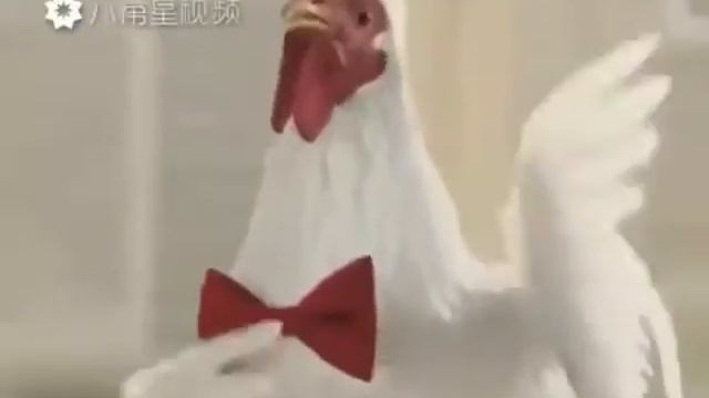 Песня куриц очень смешно