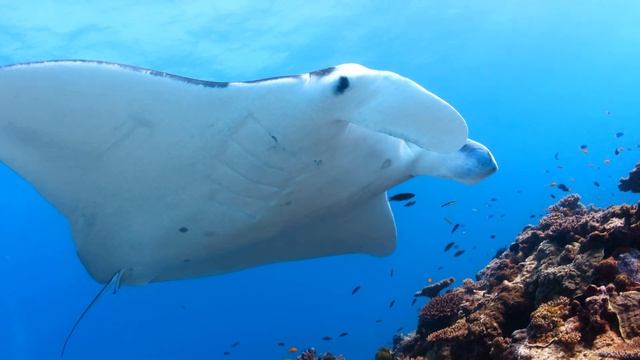 Why do they come here? -Tracking Manta Rays from space | Life on the Reef Ep #1