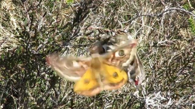Emperor Moth Saturnia pavonia female attracting male