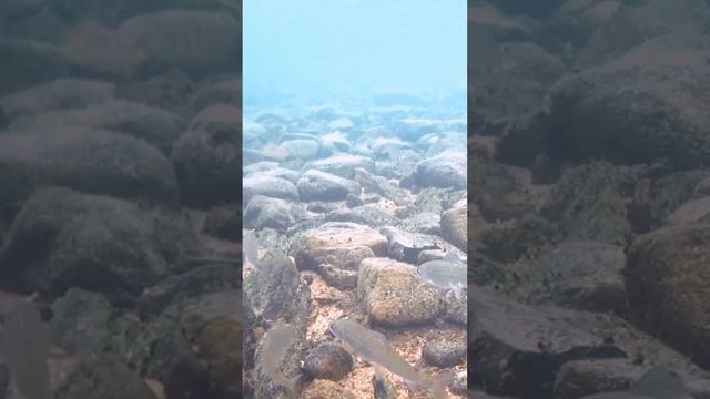 Байкальский Хариус