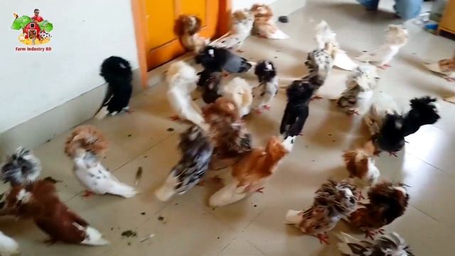Pigeon Market In Bangladesh | Fancy Pigeon Price In Bangladesh | Pigeon Price 2022 In India Thailan