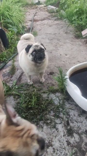 бандиткии #buldogfrancuski #французкийбульдог #собака #mops #bulldog #мопс