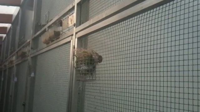Bindekreuzschnabel - Loxia leucoptera - www.kreuzschnäbel.de