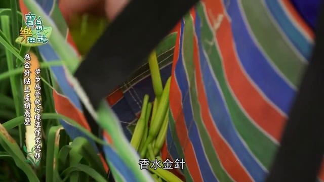 《寶島樂田誌》Ep14－花蓮玉里 金針菜  / 一日美人 傾情一生