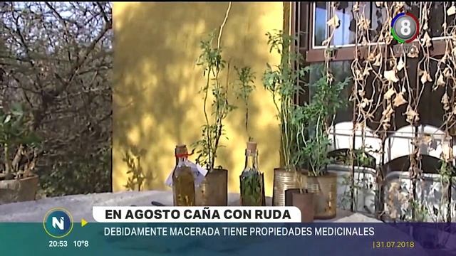 Los efectos de la caña con ruda en agosto