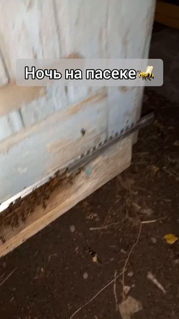 пришел ночью на пасеку #пчелы #пасека #пчеловодство