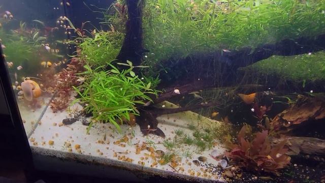 Cherry Shrimp Neocardina, Golden Mystery Snails, and freshwater clams