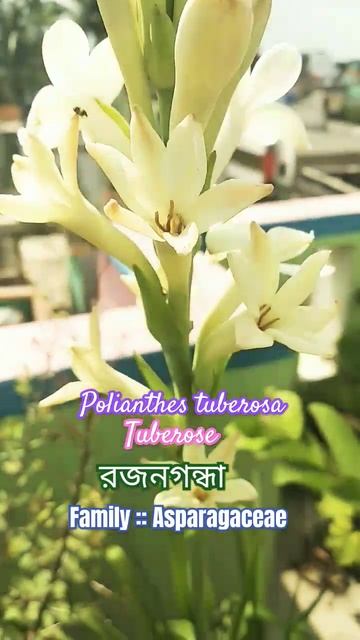 রজনীগন্ধা !! Tuberose !! Polianthes tuberosa  #tuberose  #flower #garden @Plant_investigation