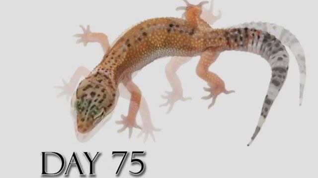 Leopard Gecko Growth Video (Time Lapse) Hypo Tangerine Morph