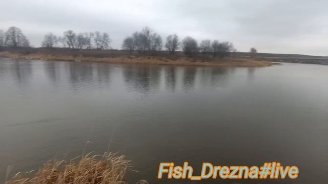 Fish_Drezna#live